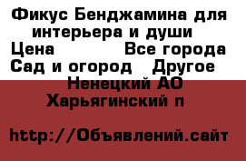Фикус Бенджамина для интерьера и души › Цена ­ 2 900 - Все города Сад и огород » Другое   . Ненецкий АО,Харьягинский п.